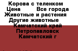 Корова с теленком › Цена ­ 69 - Все города Животные и растения » Другие животные   . Камчатский край,Петропавловск-Камчатский г.